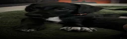 Patterjack dogs for sale: 2 stunning black patterjack girls  in Wallsend - Advert 5