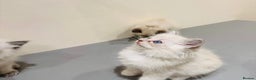 Ragdoll cats for sale: Adorable Pure Ragdoll Kittens - Advert 10