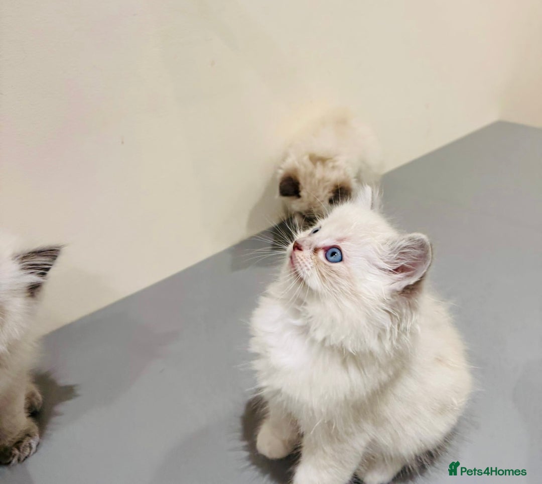 Ragdoll cats for sale: Adorable Pure Ragdoll Kittens - Advert 10