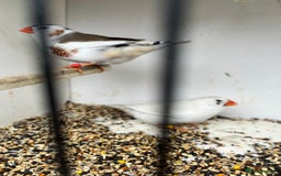 Finches birds for sale: Star zebra finch bengalese and canaries  - Image 5