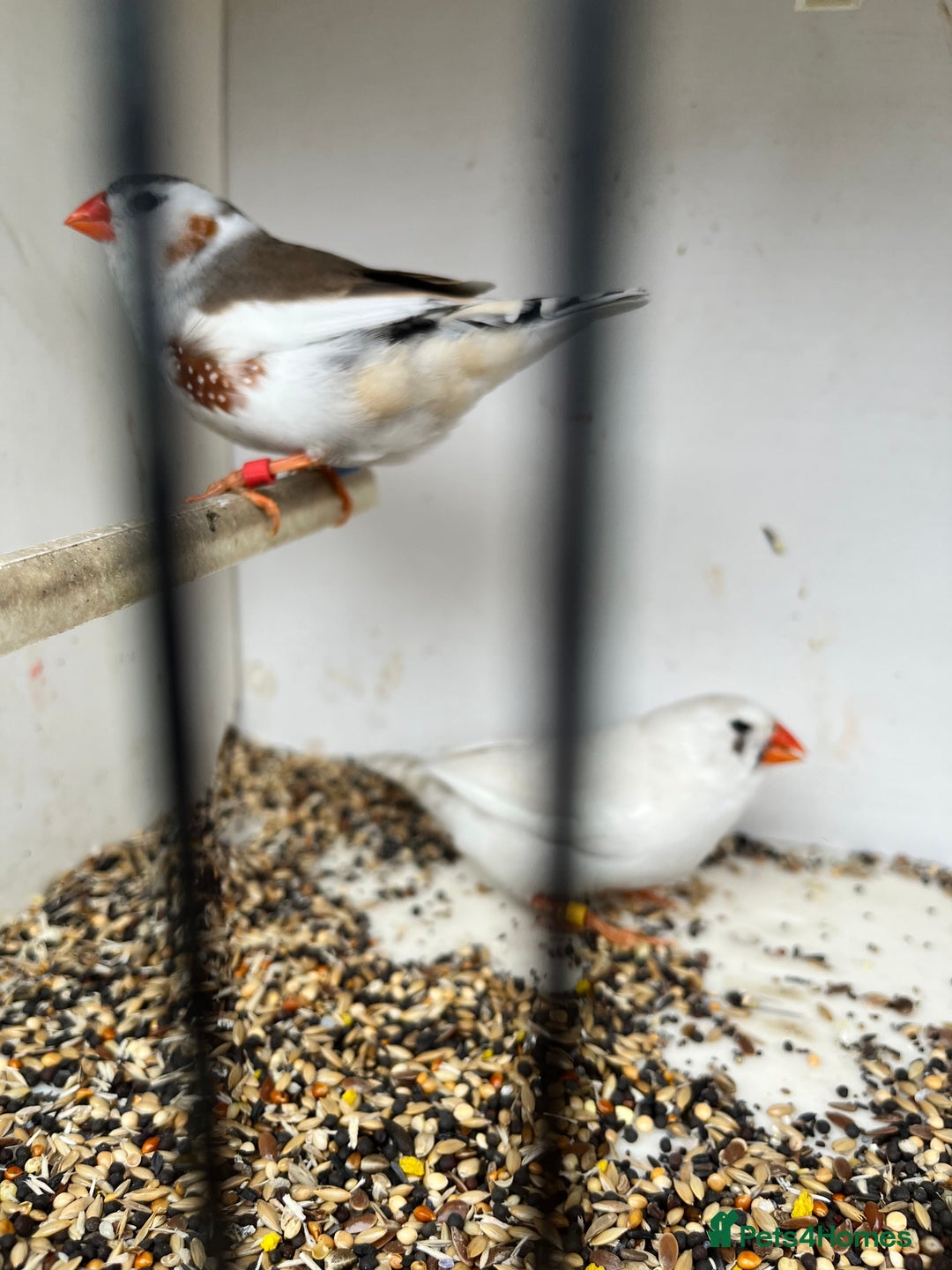 Finches birds for sale: Star zebra finch bengalese and canaries  - Image 5