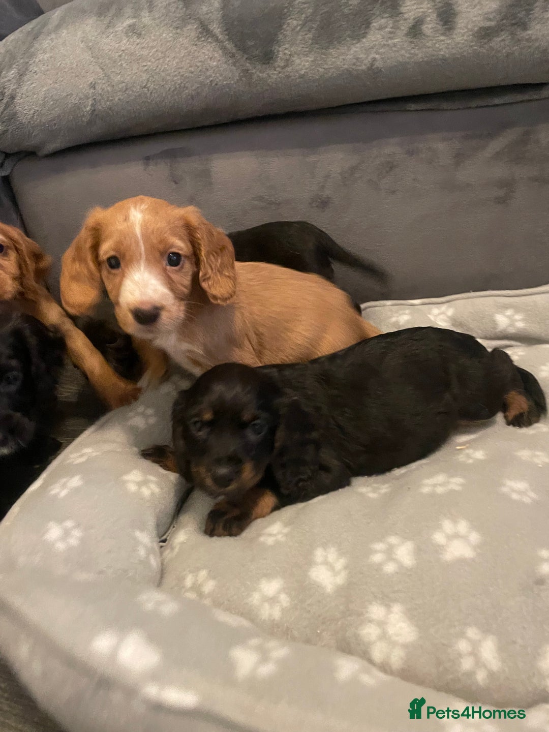 Cocker Spaniel dogs for stud: RED KC STUD DOG  in Bishop Auckland - Advert 13