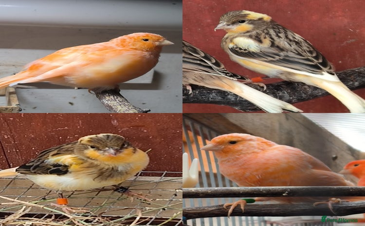 Canaries birds - Advert 17