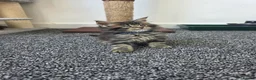 Maine Coon cats for sale: Maine coon pedigree kittens  - Advert 30