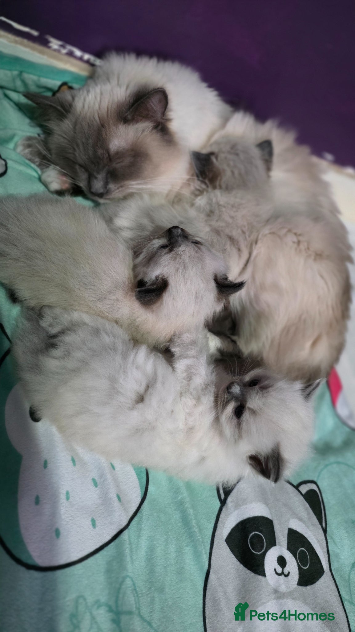Ragdoll cats for sale: Ragdoll Kittens - Advert 7