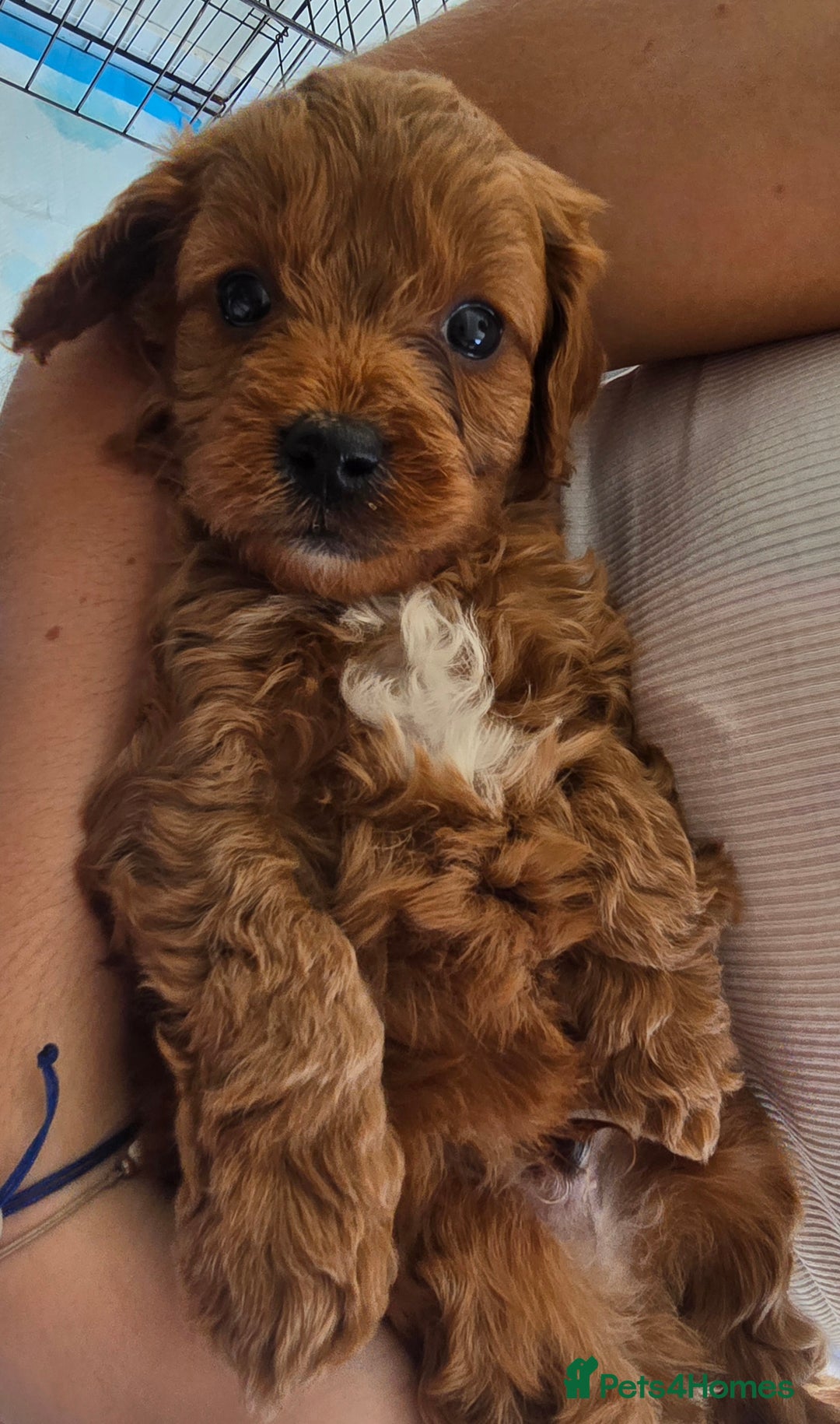 Cavapoo dogs for sale: Stunning Deep red health tested f1 cavapoos  - Image 10