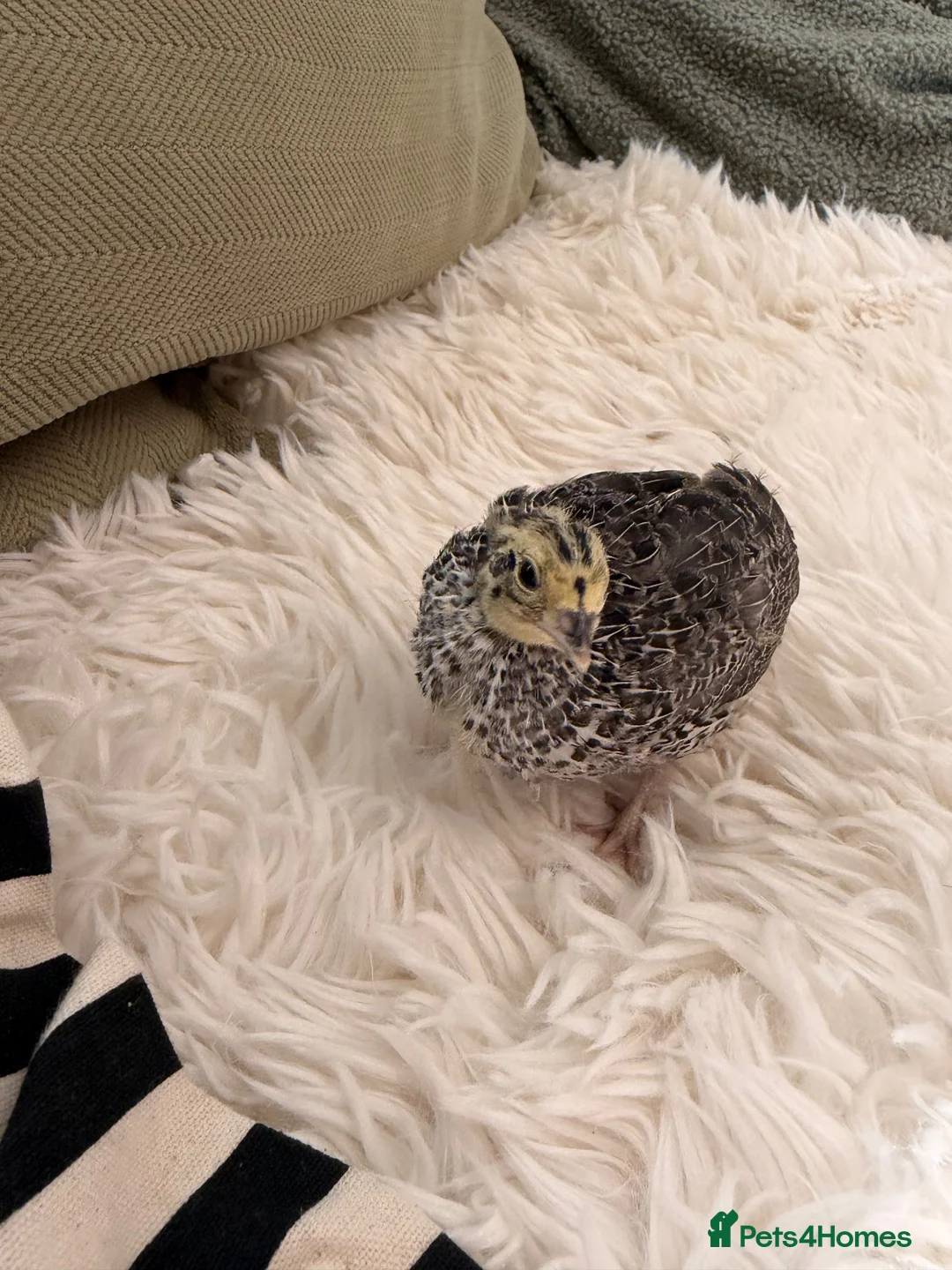 Quail poultry for sale: Female Coturnix x4  - Advert 2