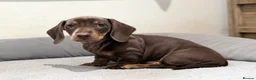 Miniature Dachshund dogs for sale: Quality KC Registered Miniature Dachshund Litter - Advert 5