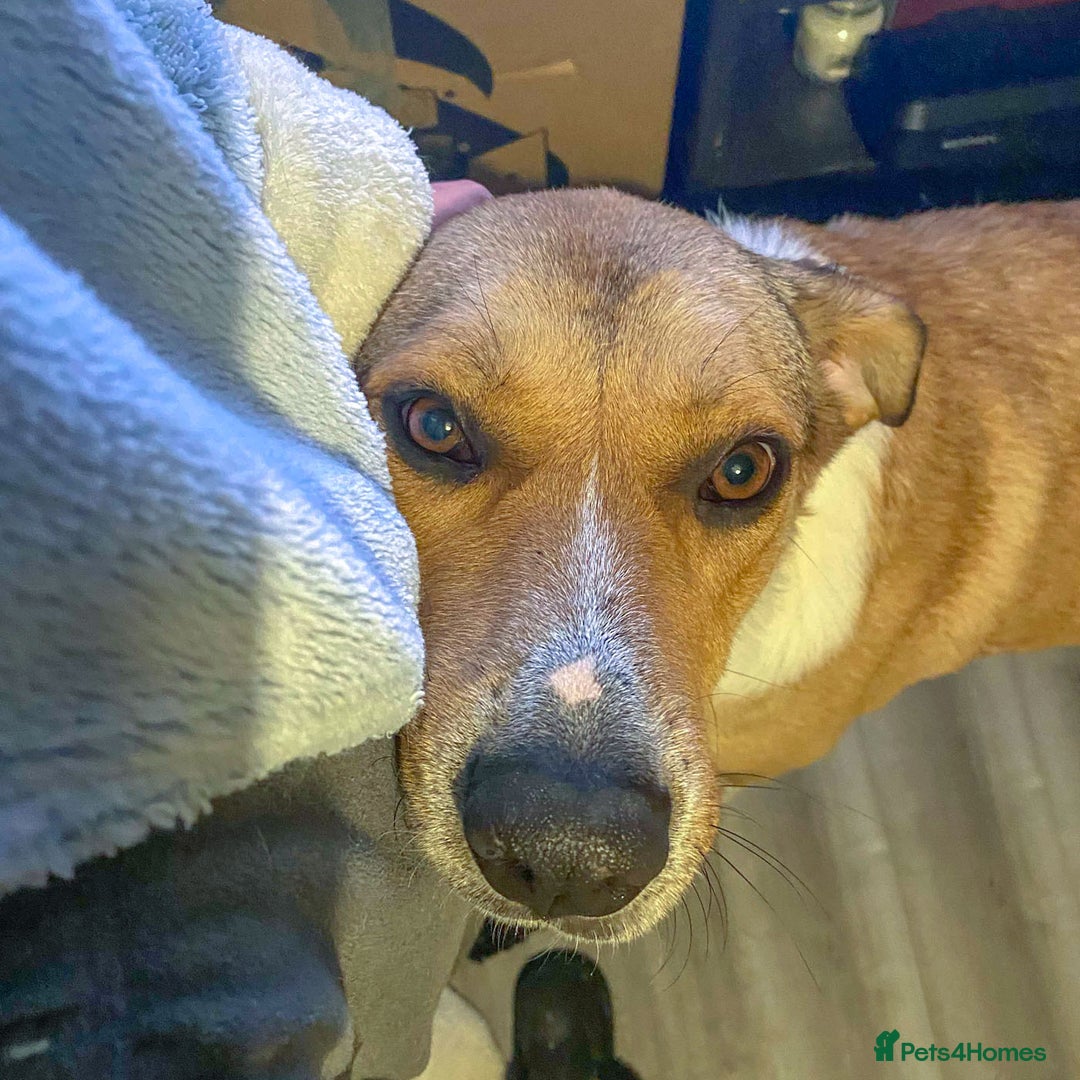 Mixed Breed dogs for adoption: MARSHALL the Marvellous - Image 2
