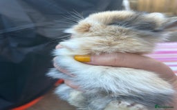 Mini Lion Lop rabbits for sale: 4x mini lop bunnies  - Image 13