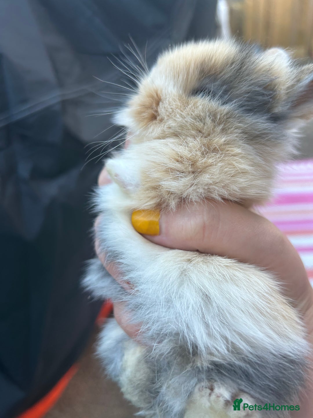 Mini Lion Lop rabbits for sale: 4x mini lop bunnies  - Image 13