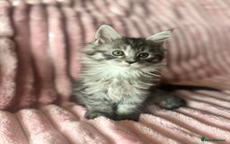Maine Coon cats for sale:  TICA Maine Coon Kittens Ready for  **  🎁  - Advert 14