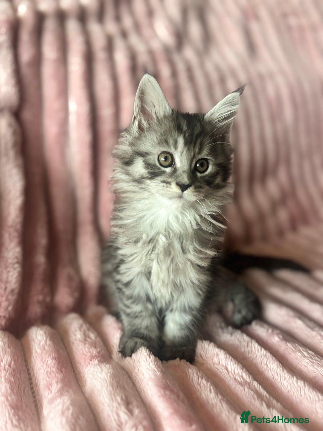 Maine Coon cats for sale:  TICA Maine Coon Kittens Ready for  **  🎁  - Advert 14