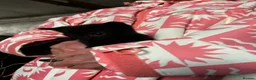 Mixed Breed cats for sale: Gorgeous farm kittens  in Ipswich - Advert 2