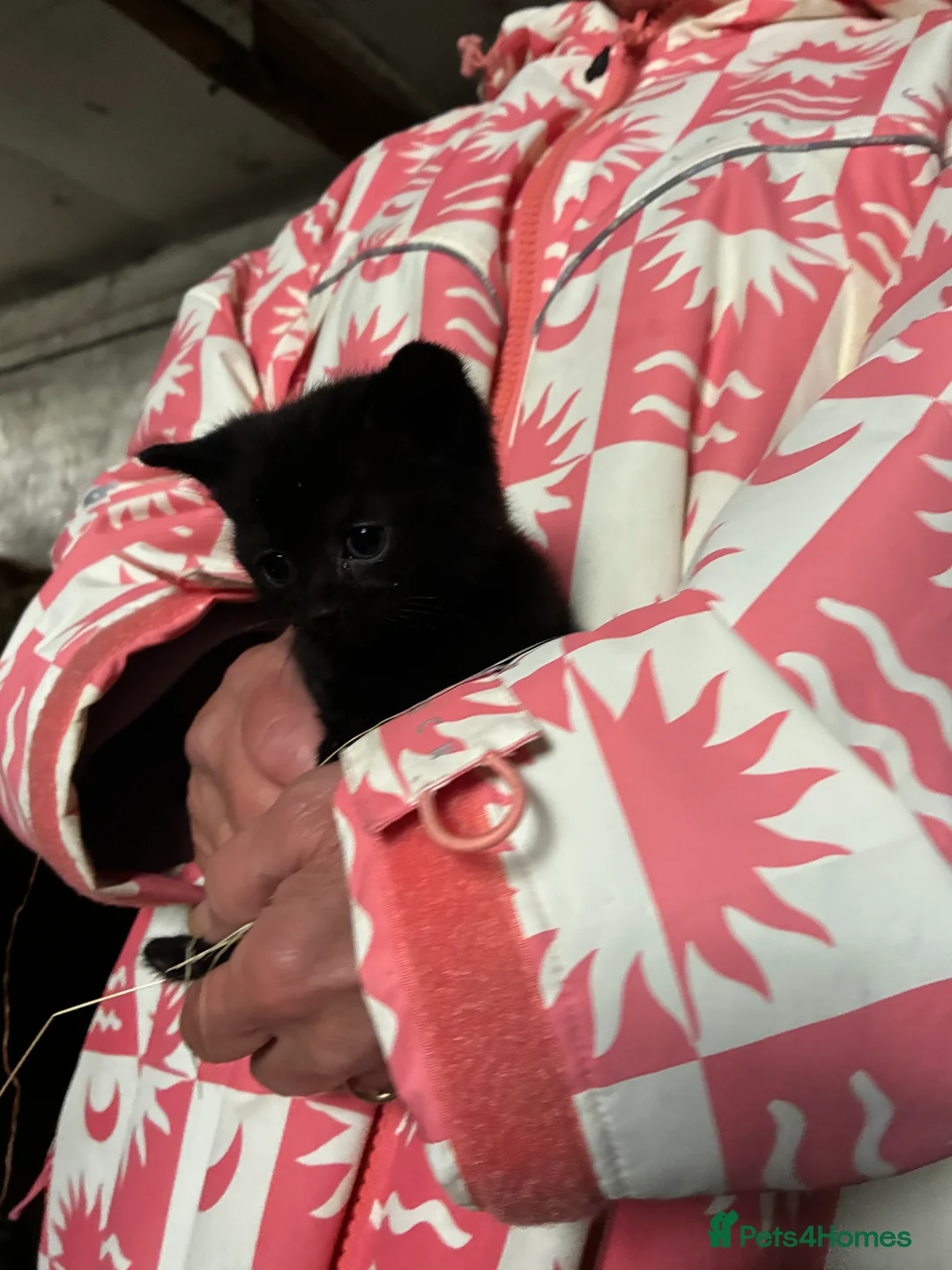 Mixed Breed cats for sale: Gorgeous farm kittens  in Ipswich - Advert 2