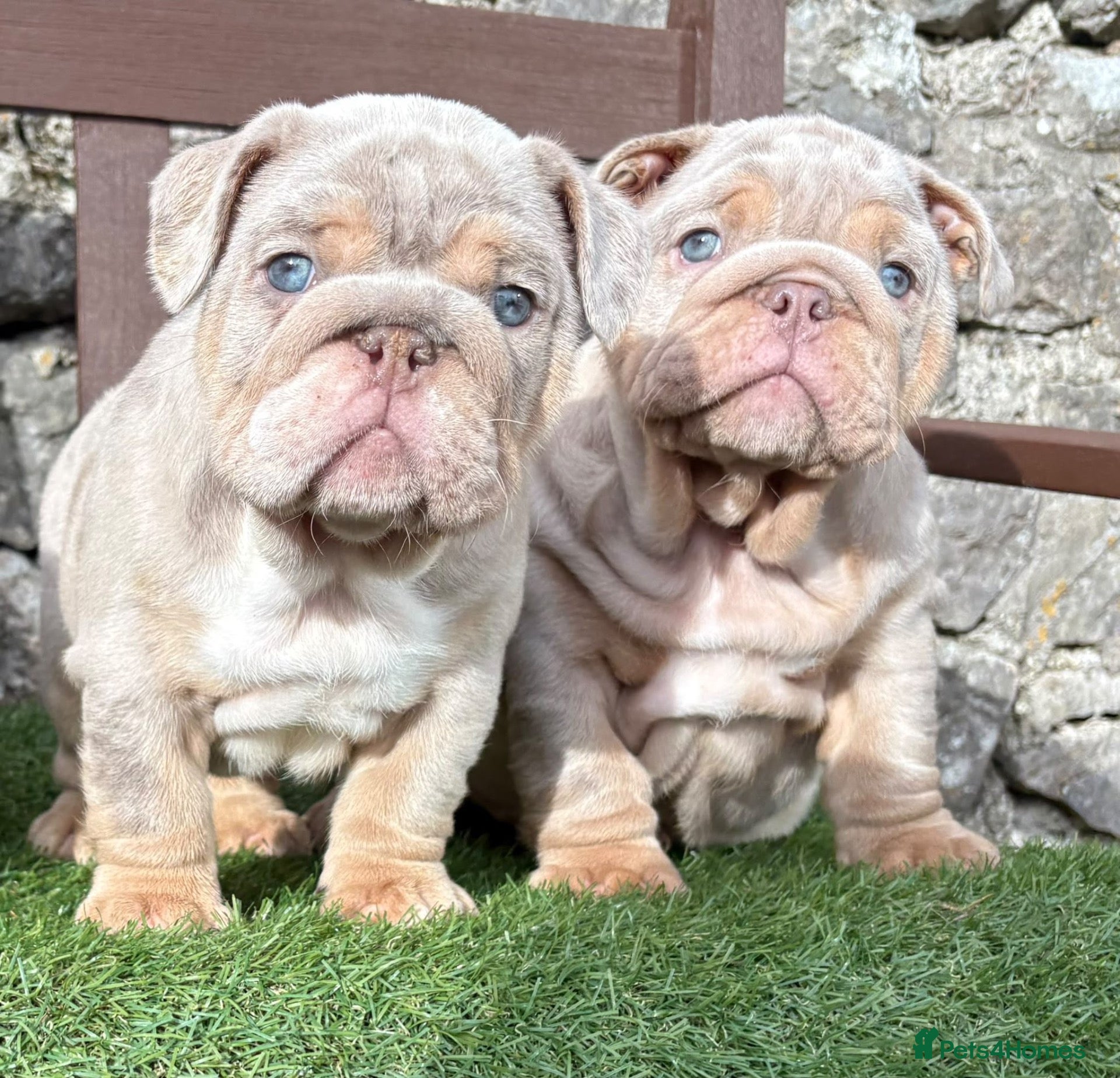 English Bulldog dogs Ready today! 3 boys left English bulldog puppies  - Advert 5