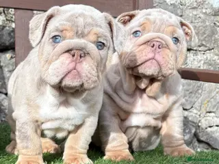 English Bulldog dogs Ready today! 3 boys left English bulldog puppies - Advert 5