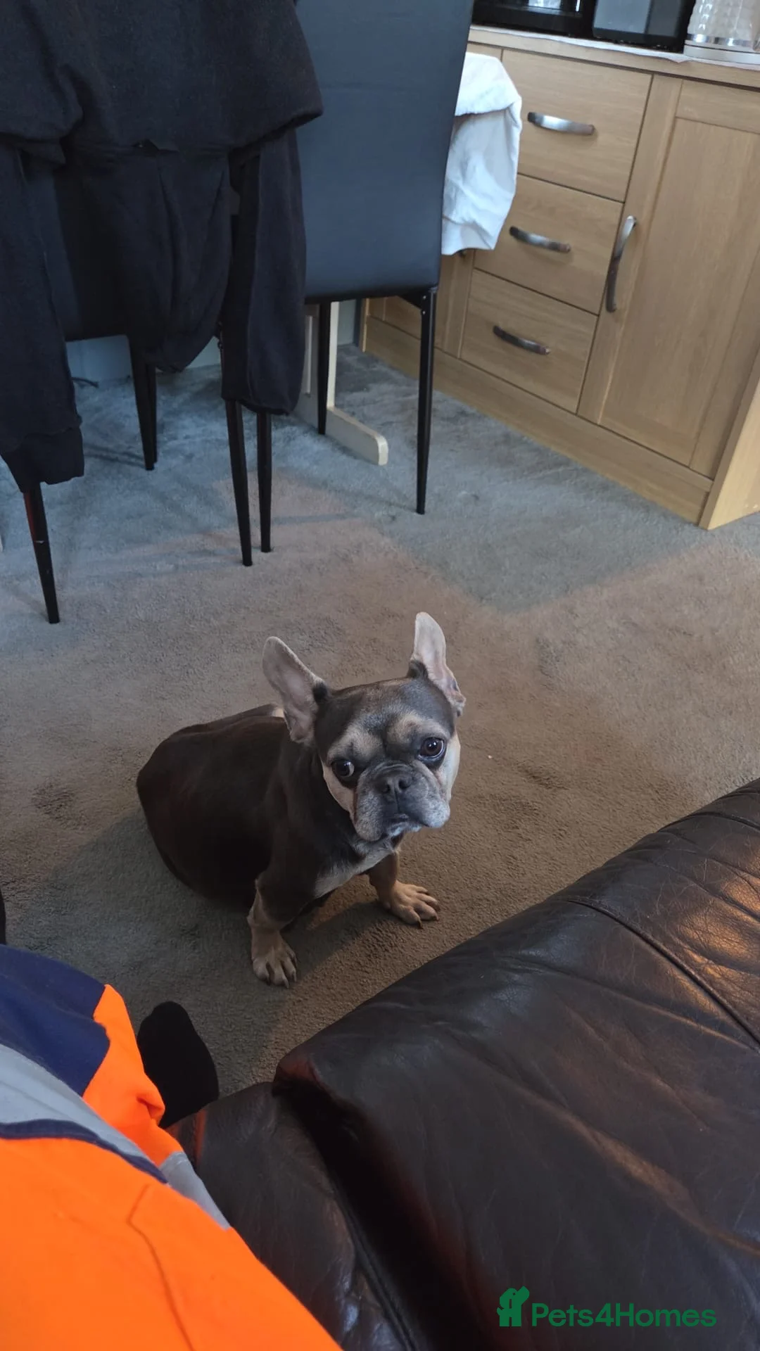 French Bulldog dogs for sale: French bulldog  - Advert 1