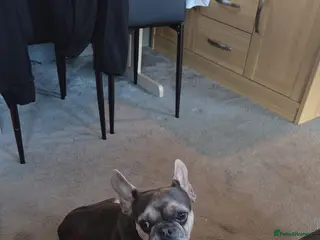 French Bulldog dogs French bulldog - Advert 6