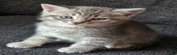 Scottish Fold cats for sale: Beautiful Scottish Fold Grey kittens for sale - Advert 14