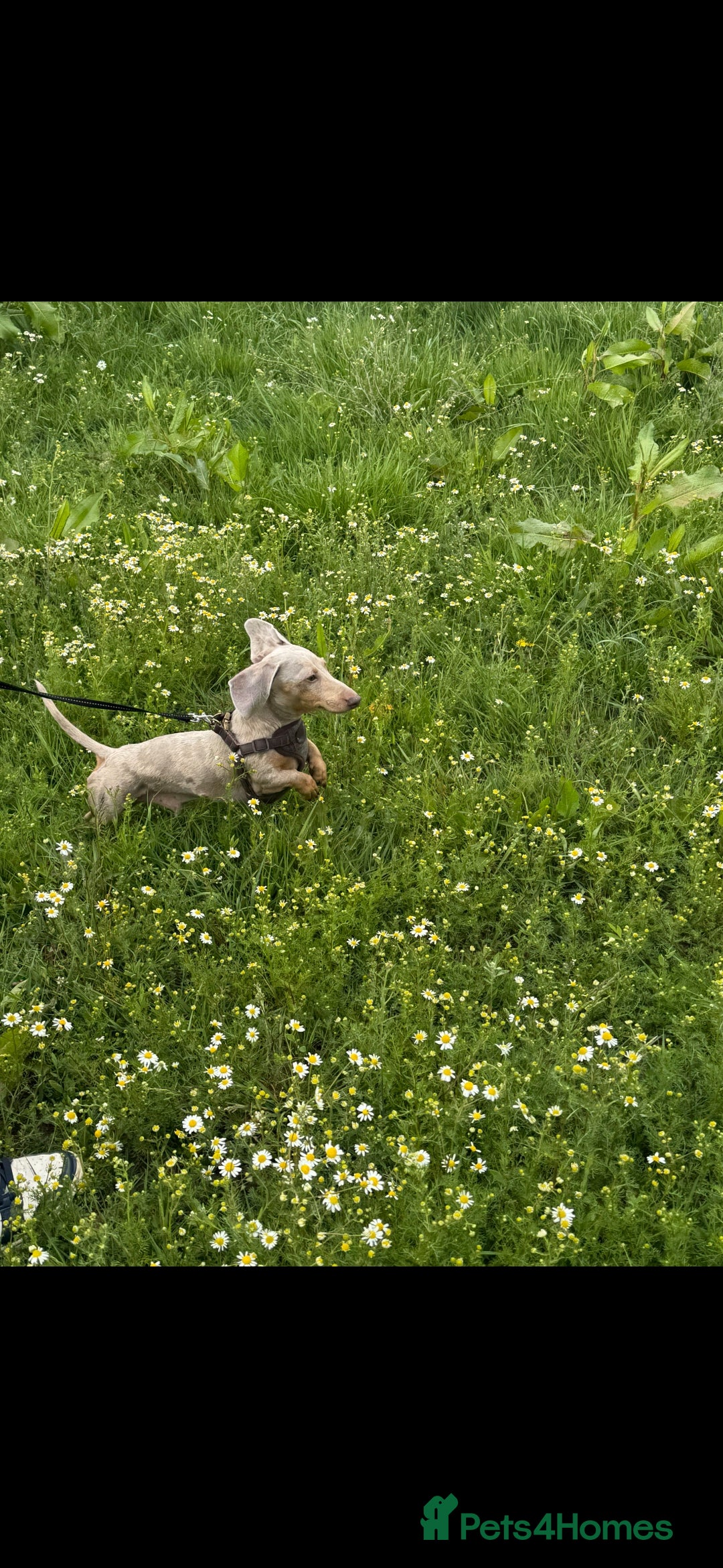 Miniature Dachshund dogs for sale: Chocolate Daple Miniature Boys  - Image 14