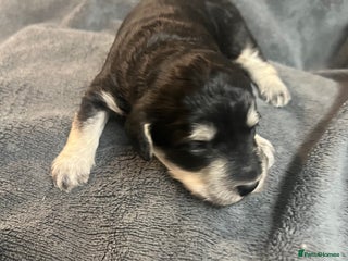 Cockapoo dogs Stunning F1B Miniature Cockapoos - Advert 15