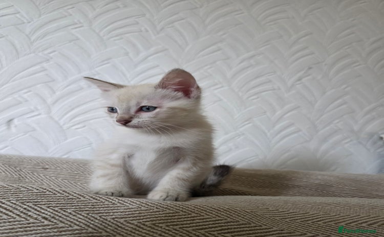 Mixed Breed cats - Advert 8