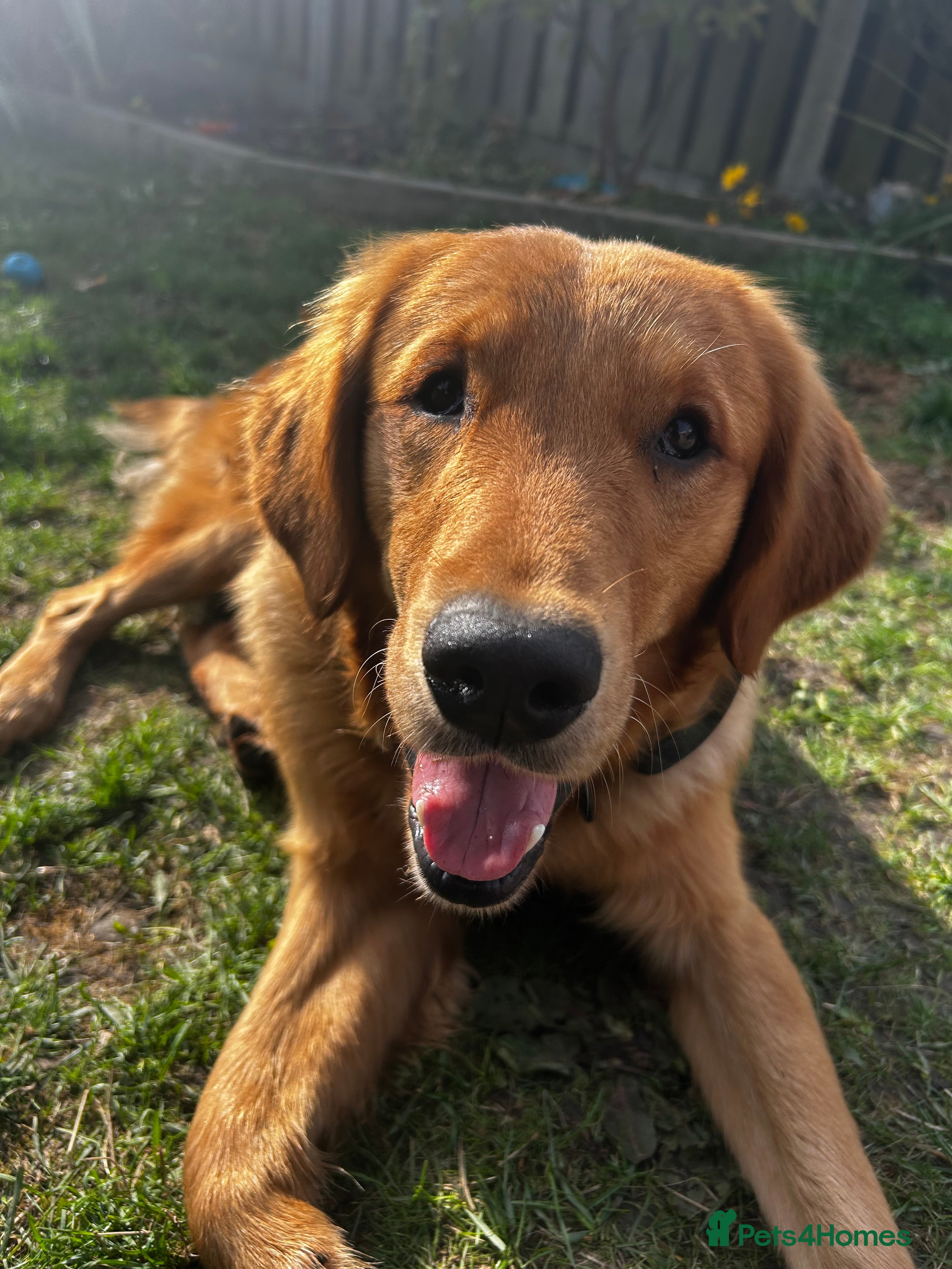 Golden Retriever dogs Trained Golden Retriever for sale - Advert 1