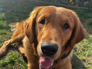 Golden Retriever dogs - Advert 29