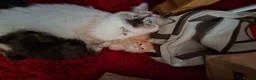 Mixed Breed cats for sale: Mixed Breed / Half Ragdoll Kittens for Sale in Weston-super-Mare - Advert 24