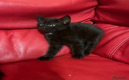 British Shorthair cats for sale: Little and cute kittens ready to go to new home - Image 12