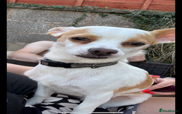 Mixed Breed dogs for sale: Ted chihuahua x Jack Russell 10 months old  - Image 1