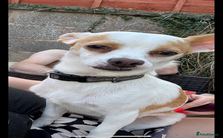 Mixed Breed dogs - Advert 3