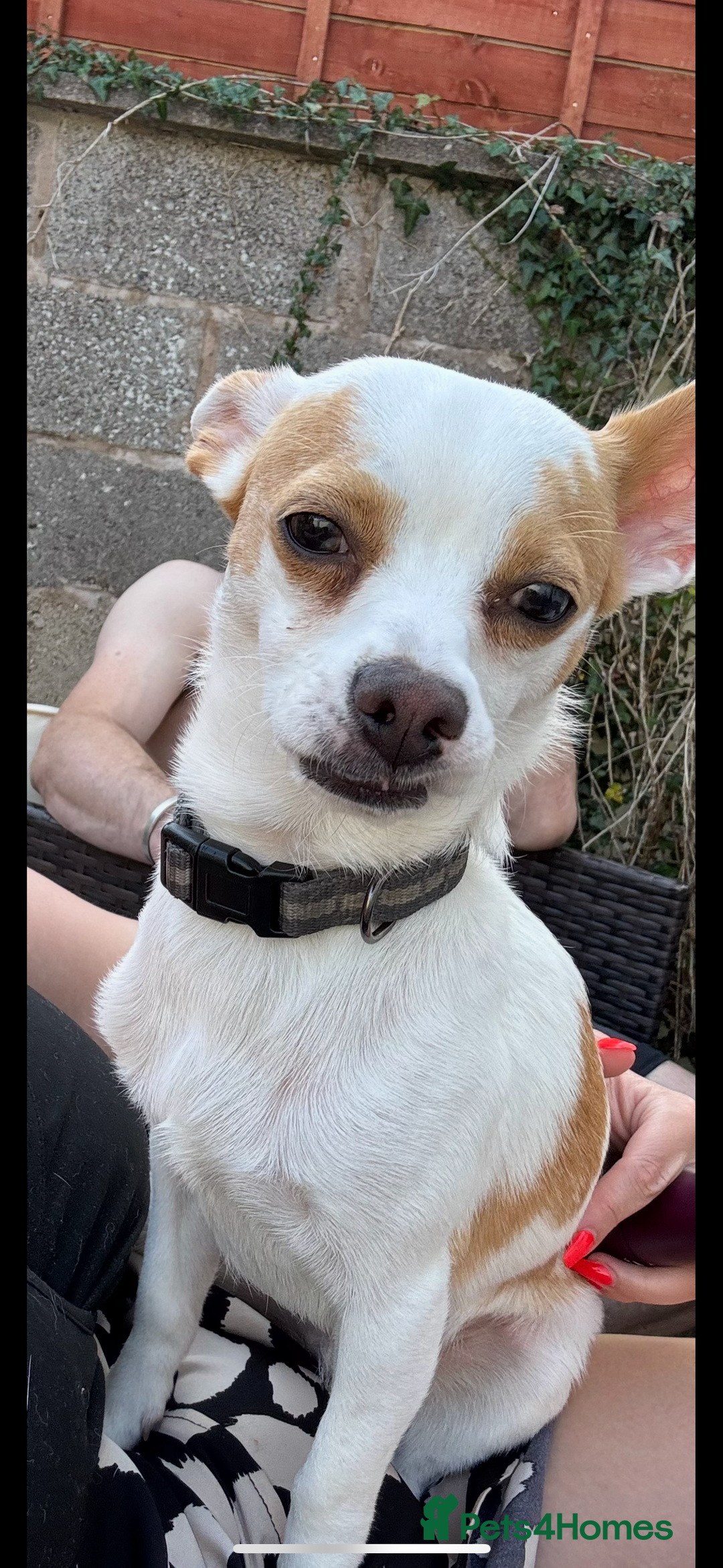 Mixed Breed dogs for sale: Ted chihuahua x Jack Russell 10 months old  - Image 1