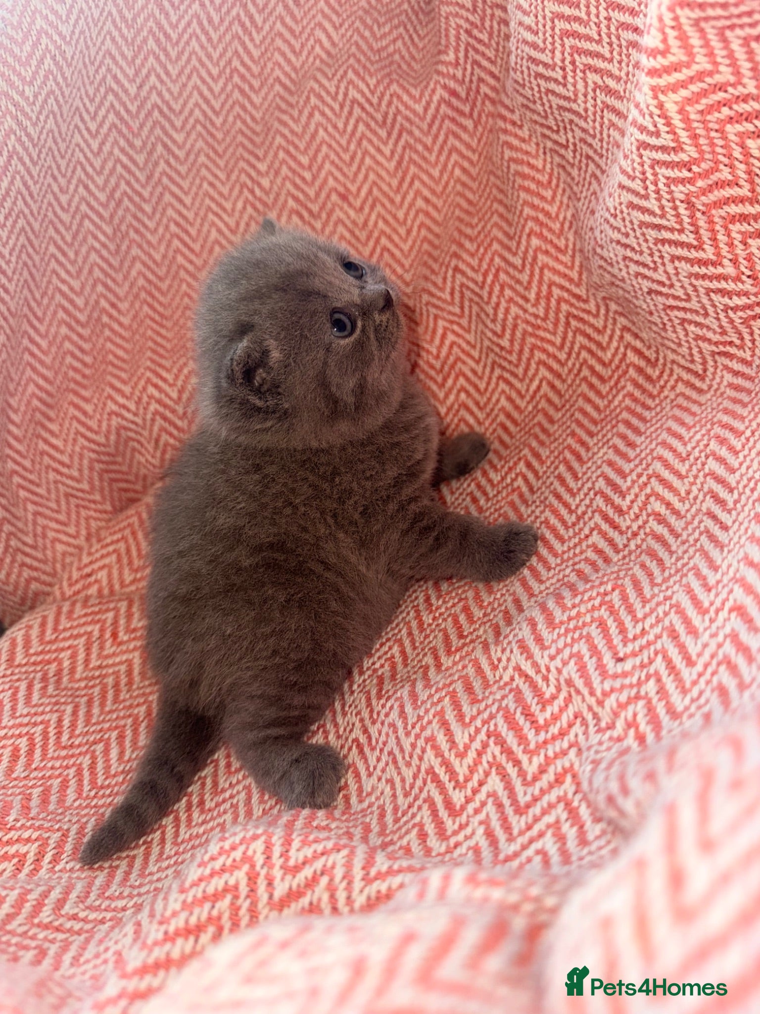 British Shorthair cats GCCF Registered Blue Female - Advert 1