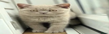 British Shorthair Lilac Female Red collar