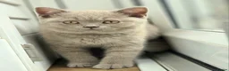 British Shorthair cats for sale: British Shorthair Lilac & Grey Blue Cute Kittens  - Advert 7