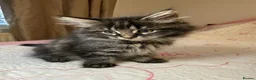 Mixed Breed cats for sale: Blacky and Stormy  in Luton - Advert 10