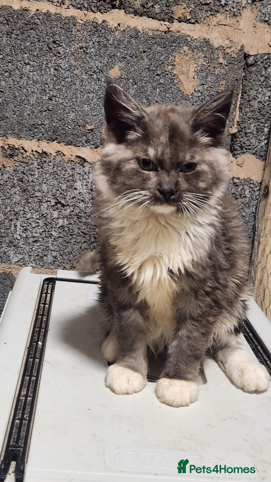 Maine Coon cats for sale: Maine Coon and Ragdoll mix - Advert 1