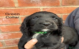 Cocker Spaniel dogs for sale: Ready Now - Cocker spaniel puppies - Image 9