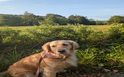 Golden Retriever dogs for sale: KC Golden Retriever Puppies for sale (4 boys left) - Image 10