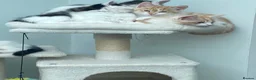 Mixed Breed cats for sale: Part Ragdoll Kittens Looking for Forever Families - Advert 12