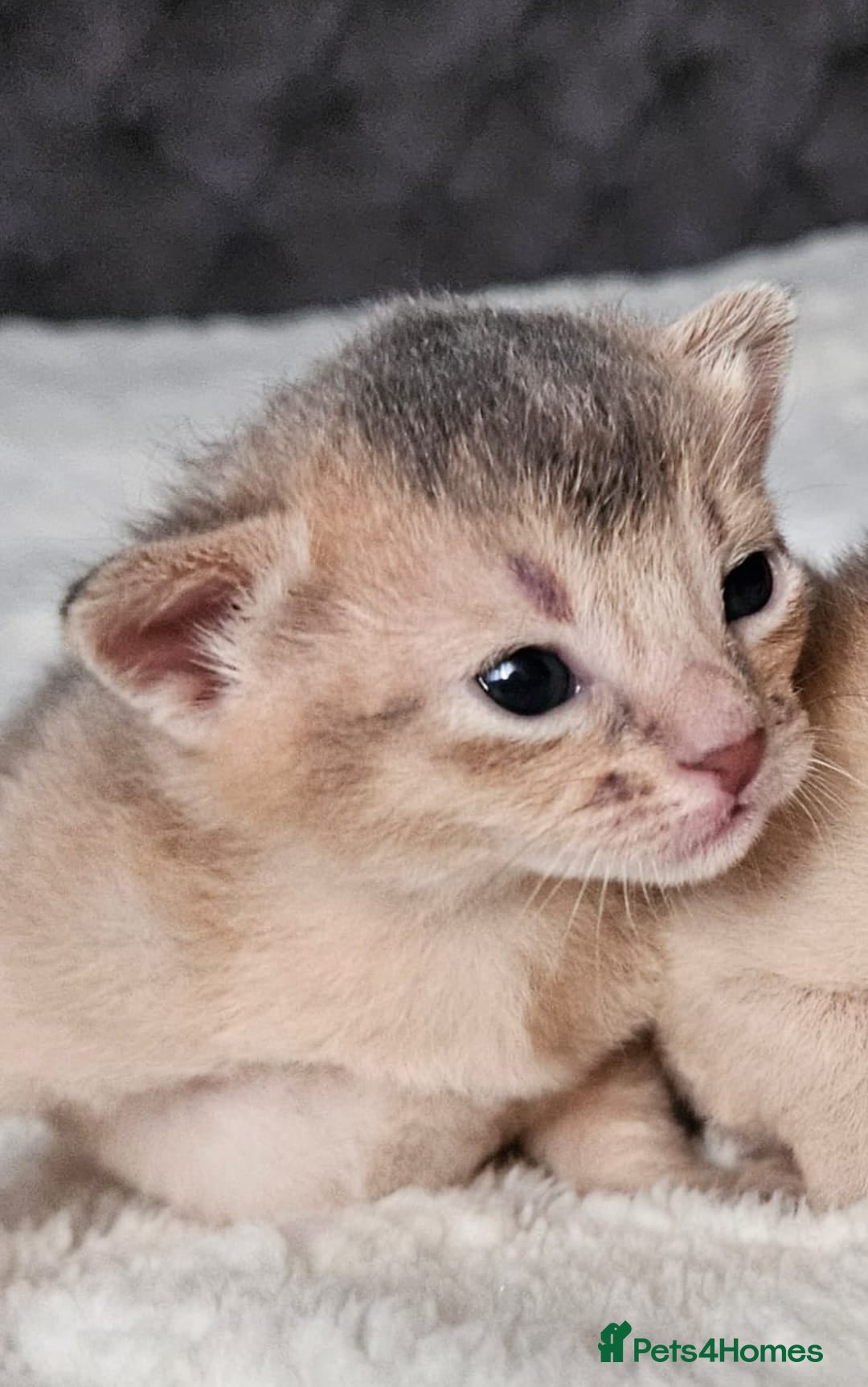 Abyssinian cats for sale: Abyssinian  - Advert 37