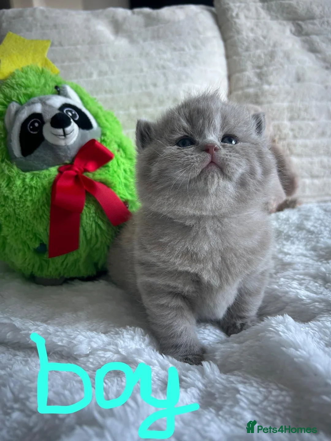 British Shorthair cats for sale: GCCF BRITISH SHORTHAIRS ALL RESERVED - Advert 16