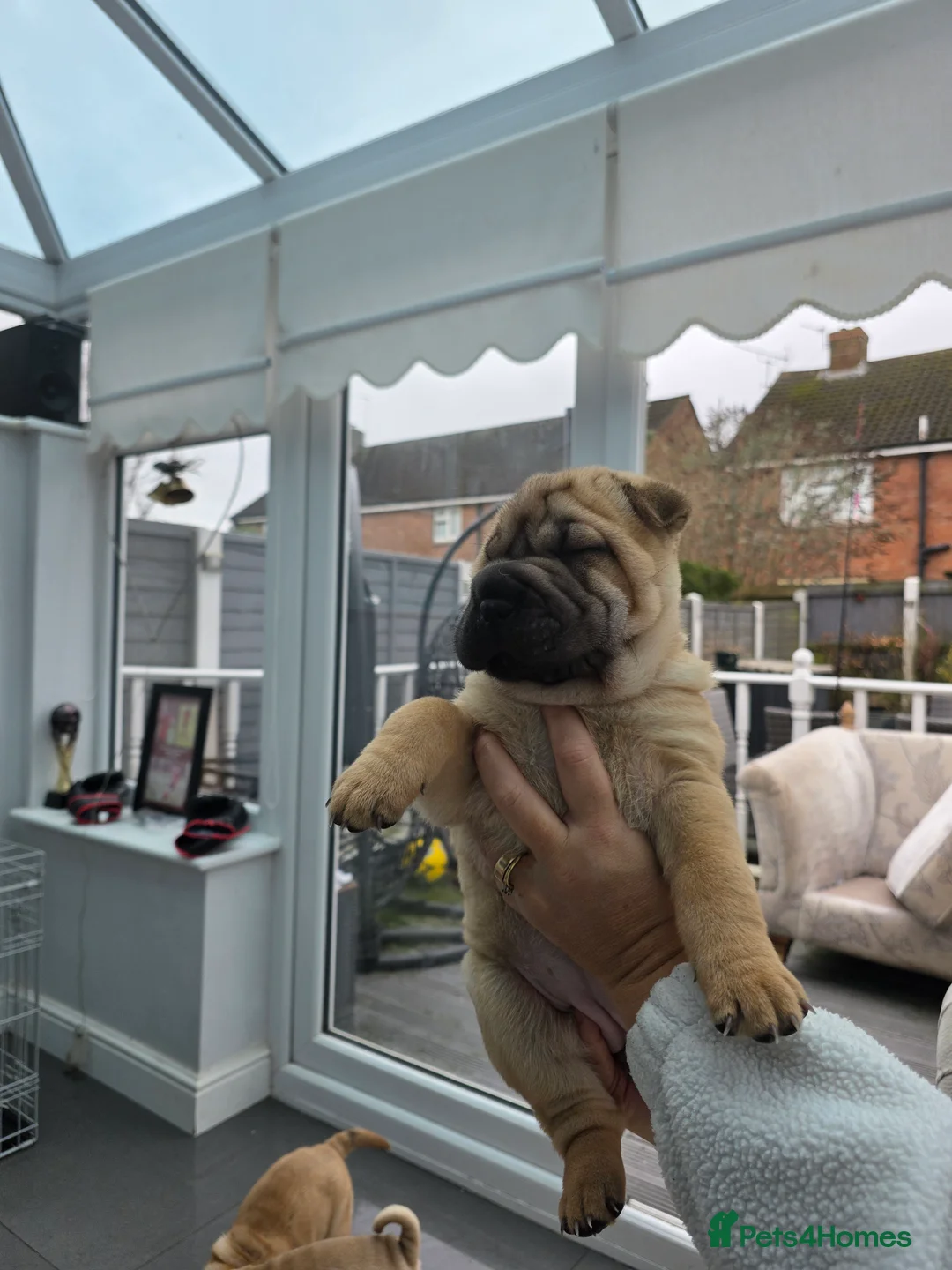 Shar Pei dogs for sale: Shar pei puppies in Walsall - Advert 1