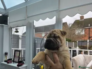 Shar Pei dogs Shar pei puppies in Walsall - Advert 1