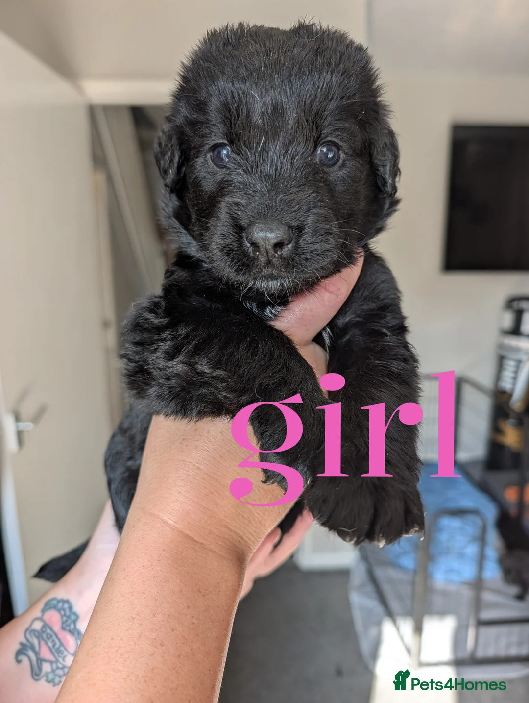Mixed Breed dogs for sale: Puppies in Felixstowe - Advert 14
