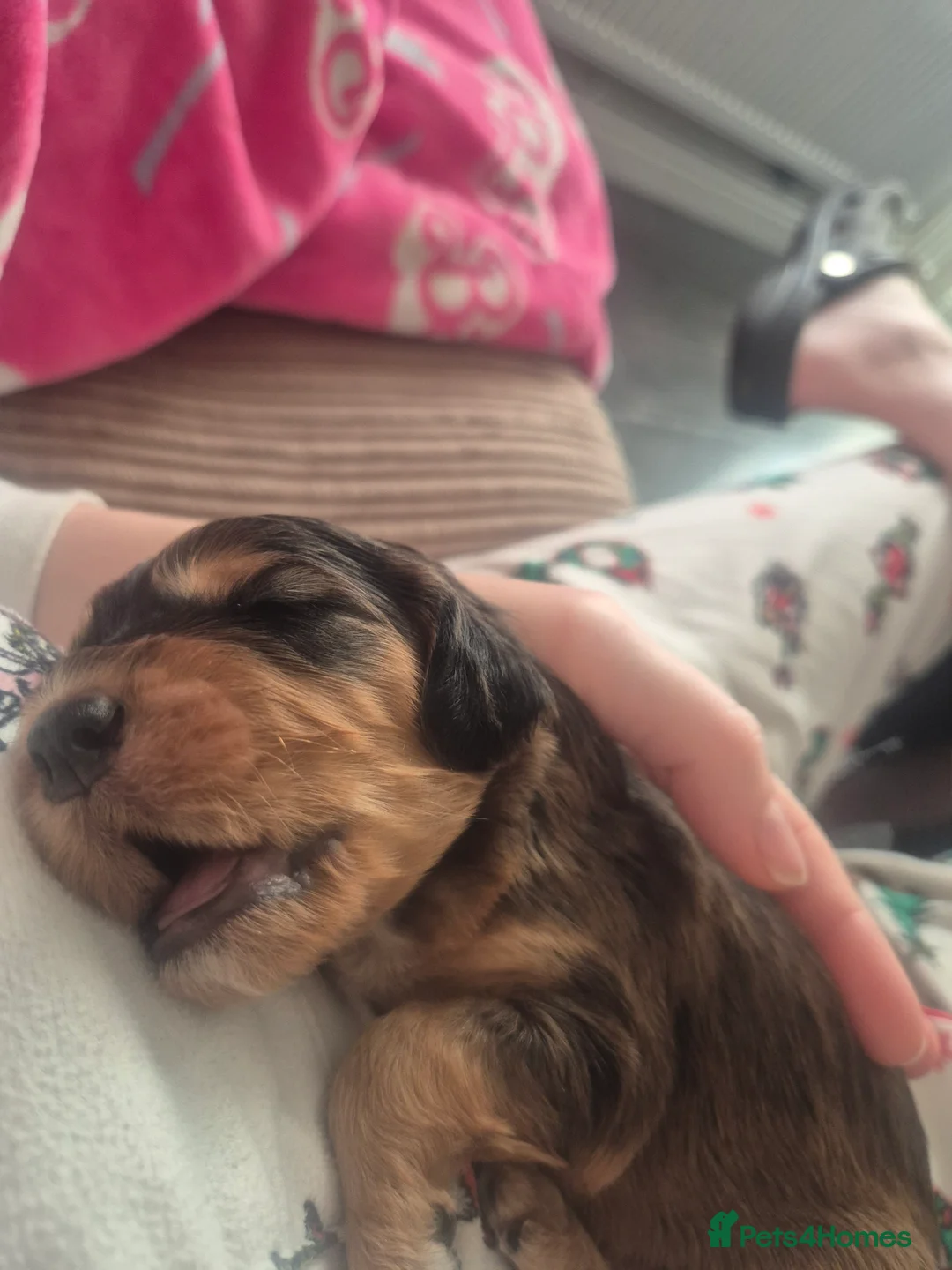 Cockapoo dogs for sale: Beautiful cockapoo puppies - Advert 28