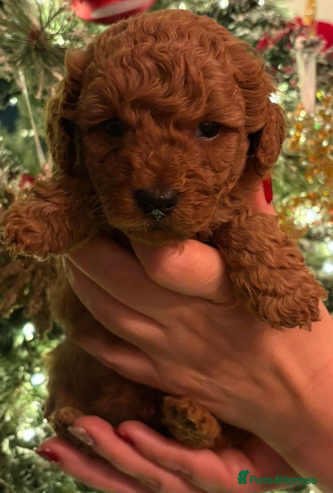 Doxiepoo dogs for sale: Stunning Doxipoo puppies  - Advert 15