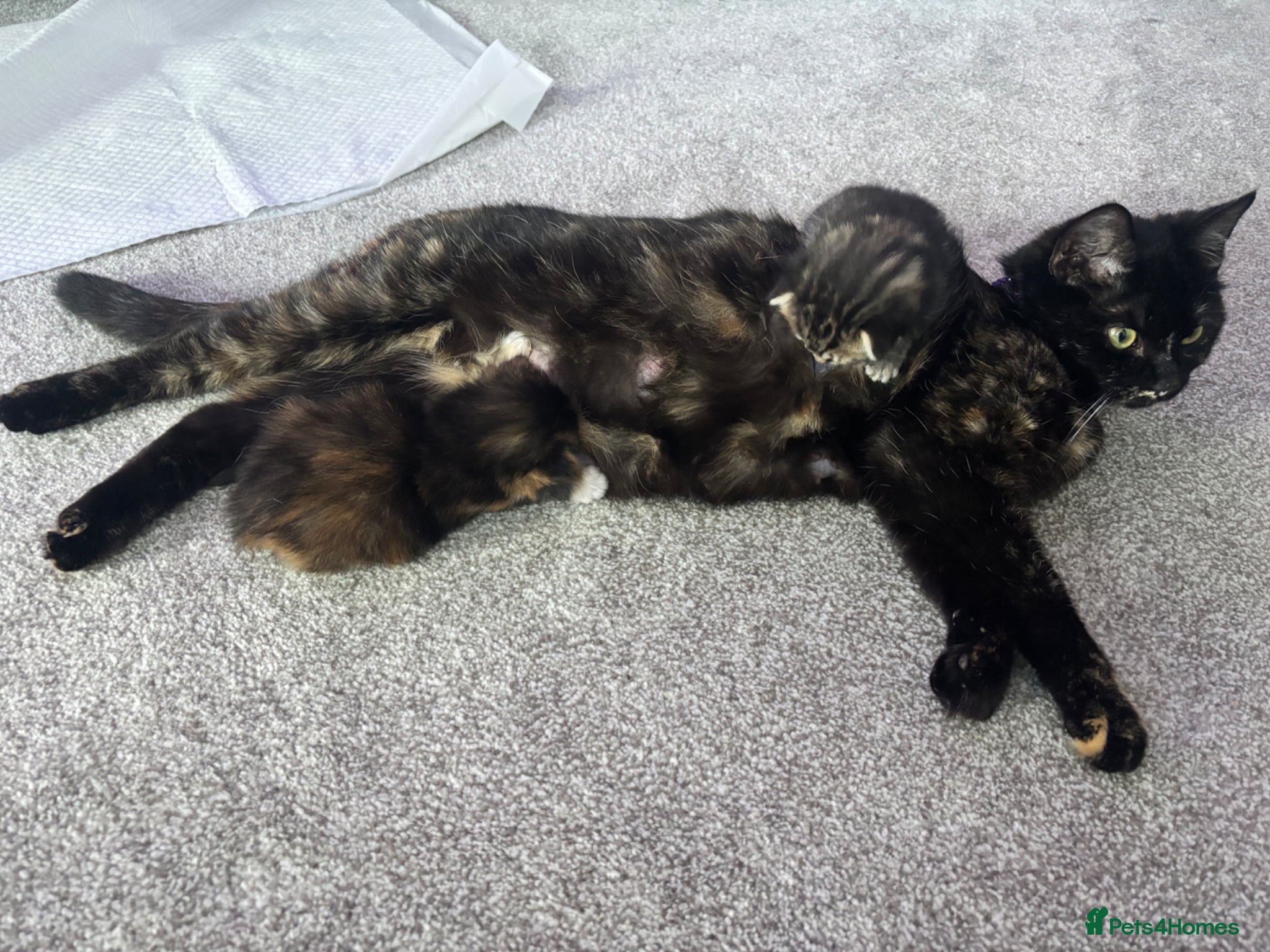 Domestic Shorthair cats 2 m 2fm ginger kitten 2fm,1m dark stripe - Advert 1